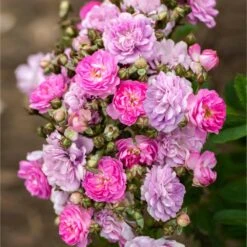 Pretty Polly® Lavender Rose -Garden Plants Pretty Polly Lavender 1 FGT