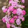 Pretty Polly® Lavender Rose -Garden Plants Pretty Polly Lavender FGT 600x600 fa96b552 e9c5 470d a9ad f6ad78ac1ef6