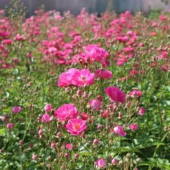 Pretty Polly® Pink Rose -Garden Plants Pretty Polly Pink