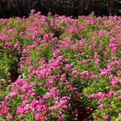 Pretty Polly® Pink Rose -Garden Plants Pretty Polly Pink 1 FGT
