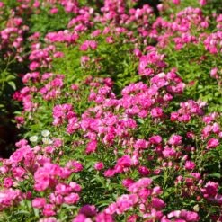 Pretty Polly® Pink Rose -Garden Plants Pretty Polly Pink 3 FGT