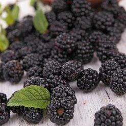 Prime Ark Freedom Blackberry - USDA Organic -Garden Plants Prime Ark Freedom Blackberries 2 450w 6eb9fce9 bbe8 4d18 aff3 ccaf8f5427c6