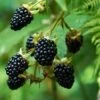 Prime Ark Freedom Blackberry 1 Prime Ark Freedom Blackberry -Garden Plants Prime Ark Freedom Blackberry bush 350w