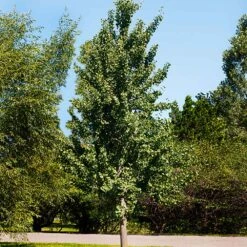 Princeton Sentry™ Columnar Ginkgo Tree -Garden Plants Princeton Sentry Ginkgo Tree 1