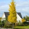 Princeton Sentry™ Columnar Ginkgo Tree -Garden Plants Princeton Sentry Ginkgo Tree 600x600 fc9f7916 3ff4 4782 aed0 0cca999aa227