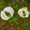 Mexican Flowering Dogwood Tree -Garden Plants Pringle Mexican Dogwood 600x600 79a34edc 828c 408c 9d78 63e10ddfa66c