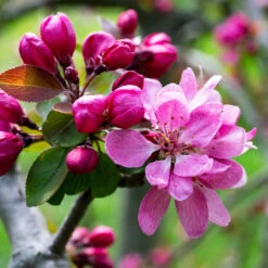 Profusion Crabapple Tree 10 Profusion Crabapple Tree -Garden Plants Profussion Crabapple 3 FGT