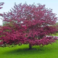 Profusion Crabapple Tree 13 Profusion Crabapple Tree -Garden Plants Profussion Crabapple 5