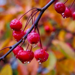 Profusion Crabapple Tree 11 Profusion Crabapple Tree -Garden Plants Profussion Crabapple 6