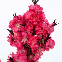 Ruby Ruffle™ Patio Peach Tree -Garden Plants Prunus RubyRuffles 2