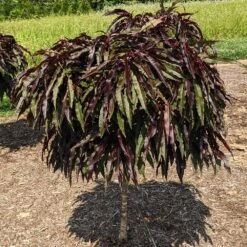 Ruby Ruffle™ Patio Peach Tree -Garden Plants Prunus RubyRuffles 3