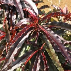 Ruby Ruffle™ Patio Peach Tree -Garden Plants Prunus RubyRuffles 6