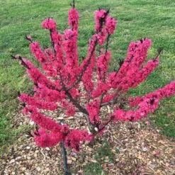 Ruby Ruffle™ Patio Peach Tree -Garden Plants Prunus RubyRuffles 7