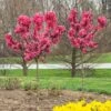 Ruby Ruffle™ Patio Peach Tree -Garden Plants Prunus RubyRuffles FGT 600x600 1744e450 9ff5 4e97 b1f2 8420542c2512