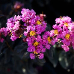 Black Diamond® Crape Myrtle - Purely Purple™ -Garden Plants Purely Purple 1
