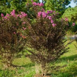 Black Diamond® Crape Myrtle - Purely Purple™ -Garden Plants Purely Purple 3