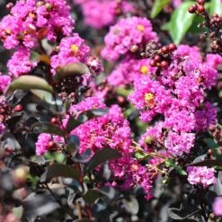 Black Diamond® Crape Myrtle - Purely Purple™ -Garden Plants Purely Purple 4