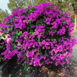 New River Purple Bougainvillea -Garden Plants Purple Bougainvillea New River 11