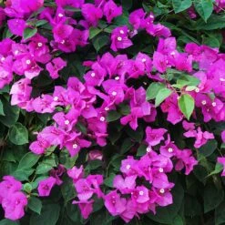 New River Purple Bougainvillea -Garden Plants Purple Bougainvillea New River 12 FGT