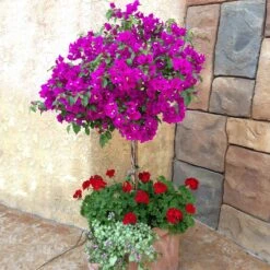 New River Purple Bougainvillea -Garden Plants Purple Bougainvillea New River 1 FGT
