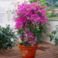 New River Purple Bougainvillea -Garden Plants Purple Bougainvillea New River 2