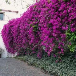 New River Purple Bougainvillea -Garden Plants Purple Bougainvillea New River 7 FGT