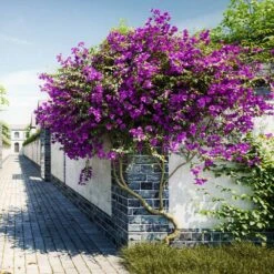 New River Purple Bougainvillea -Garden Plants Purple Bougainvillea New River 9