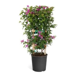 New River Purple Bougainvillea -Garden Plants Purple Bougainvillea Trelis