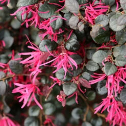 Purple Daydream® Dwarf Loropetalum 11 Purple Daydream® Dwarf Loropetalum -Garden Plants Purple Daydream Loropetalum 1