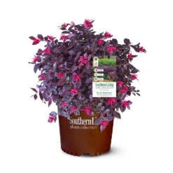 Purple Daydream® Dwarf Loropetalum 14 Purple Daydream® Dwarf Loropetalum -Garden Plants Purple Daydream Loropetalum 2