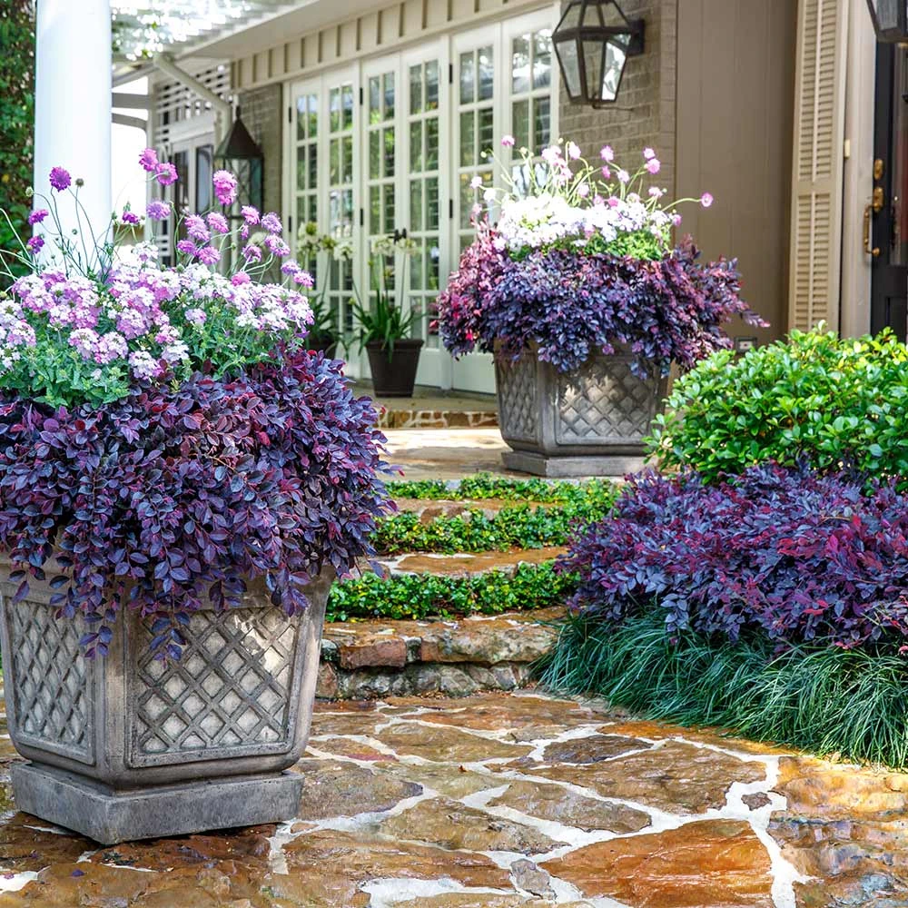 Purple Daydream® Dwarf Loropetalum 4 Purple Daydream® Dwarf Loropetalum - Image 2