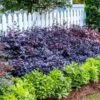 Purple Diamond® Semi-Dwarf Loropetalum 1 Purple Diamond® Semi-Dwarf Loropetalum -Garden Plants Purple Diamond loropetalum 600x600 1be3645b 5366 4d1f 9a42 e97a722e7329