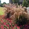Purple Fountain Grass 1 Purple Fountain Grass -Garden Plants Purple Fountain Grass FGT 600x600jpg