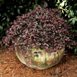 Purple Pixie® Dwarf Weeping Loropetalum 10 Purple Pixie® Dwarf Weeping Loropetalum -Garden Plants Purple Pixoe Loropetalum 2