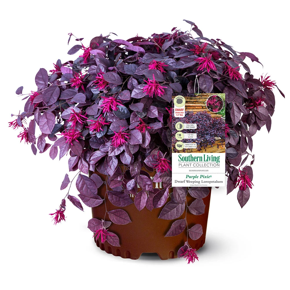Purple Pixie® Dwarf Weeping Loropetalum 7 Purple Pixie® Dwarf Weeping Loropetalum - Image 5