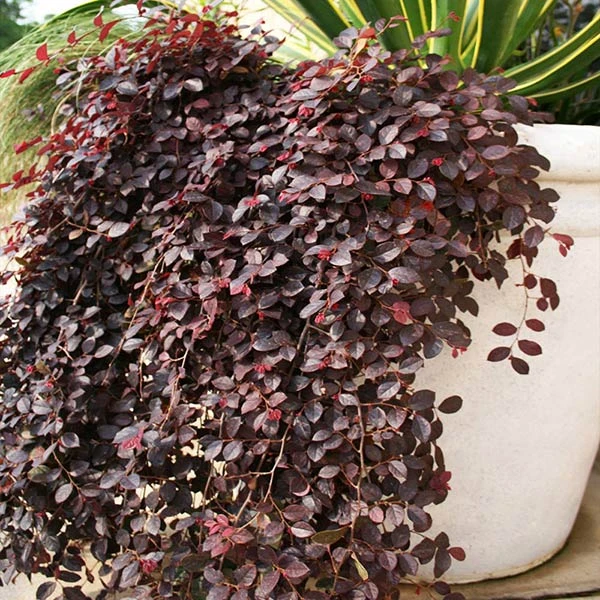 Purple Pixie® Dwarf Weeping Loropetalum 3 Purple Pixie® Dwarf Weeping Loropetalum