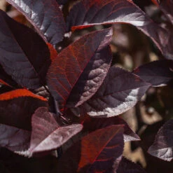 Purple Plunge Weeping Plum Tree -Garden Plants Purple Plunge 9