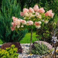 Quick Fire® Hydrangea Tree 9 Quick Fire® Hydrangea Tree -Garden Plants QyuickFire Hydrangea 1