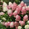 Quick Fire® Hydrangea Tree -Garden Plants QyuickFire Hydrangea 600x600 918e21fe 60f2 4c27 aaf0 389fdb256232
