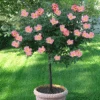 Rainbow Knock Out® Rose Tree -Garden Plants Rainbow Knock Out Rose Tree 350 THUMBNAIL FGT