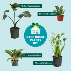 Rare House Plant Kit 11 Rare House Plant Kit -Garden Plants RareHousePlantKitGraphic
