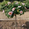 Raspberry Kiss™ Rose Tree -Garden Plants Raspberry Kiss Rose tree BB 600x600 e3ca4c8c 700e 49a6 929f edfb8e3cdb42