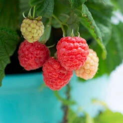 Bushel And Berry® Raspberry Shortcake® Bush -Garden Plants Raspberry Shortcake 1