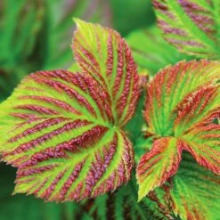 Bushel And Berry® Raspberry Shortcake® Bush -Garden Plants Raspberry Shortcake 4