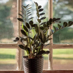 Raven ZZ Plant 7 Raven ZZ Plant -Garden Plants Raven ZZ 1