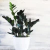 Raven ZZ Plant -Garden Plants Raven ZZ BB 600x600 b6f6ece1 5fb4 4bf9 b5ac c2753ec22170