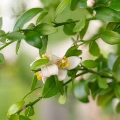 Red Finger Lime Tree 9 Red Finger Lime Tree -Garden Plants Red FInger Lime 2 6caf0467 1911 48e7 a9fa babb0a6fffe5