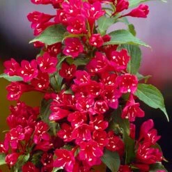 Red Prince Weigela Tree -Garden Plants Red Prince Wegeila 1 FGT