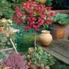 Red Prince Weigela Tree -Garden Plants Red Prince Wegeila FGT 600x600 58136608 811a 48ea 9956 1be08b95f2e7
