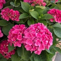 Red N' Pretty® Hydrangea Shrub -Garden Plants Red and Pretty Hydrangea 2